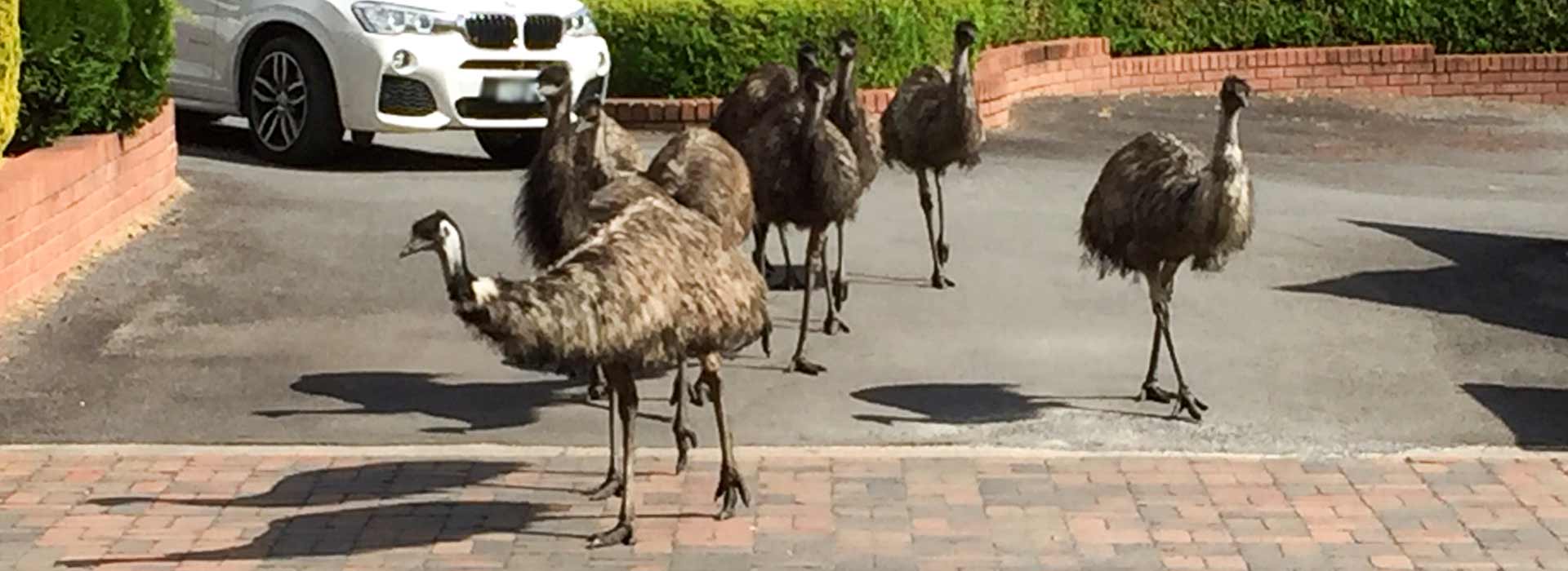 Country Plaza Halls Gap